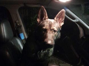 German Shepherd – Brassall