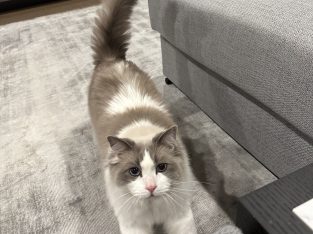 Ragdoll – Kew