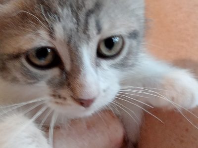 Siberian Cat – Fremantle