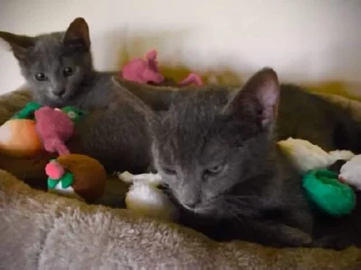 Russian Blue – Kilkenny