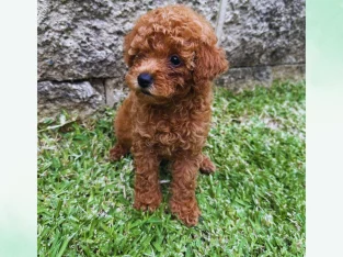 Cavoodle – Oran Park