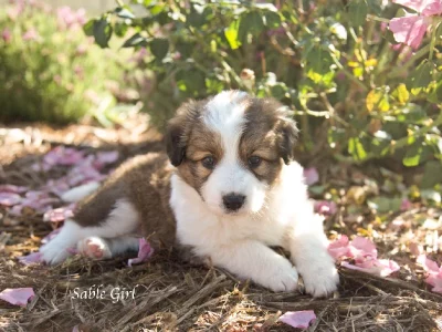 Border Collie – Armidale