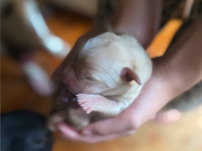 Goldador – Newcastle