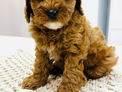 Cavoodle – Mickleham