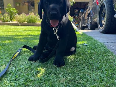 Labrador Retriever – Ballarat East