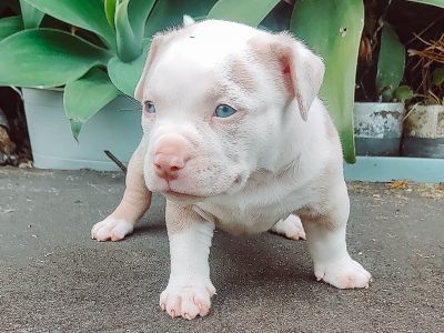 American Bulldog – Coffs Harbour