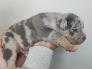 American Bulldog – Coffs Harbour