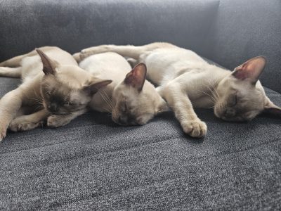 Burmese – Coffs Harbour