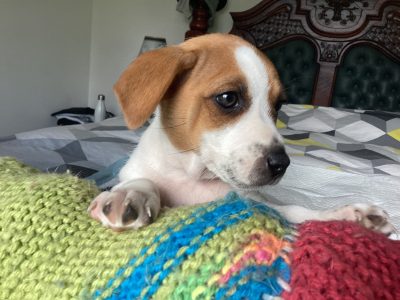 Jack Russell – Neerim South