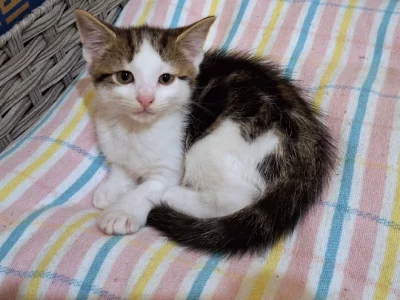 Domestic Short Hair (DSH) – Wollongong