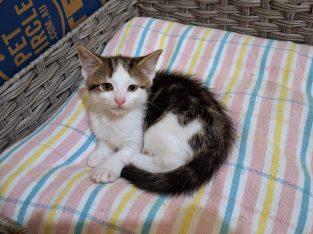 Domestic Short Hair (DSH) – Wollongong