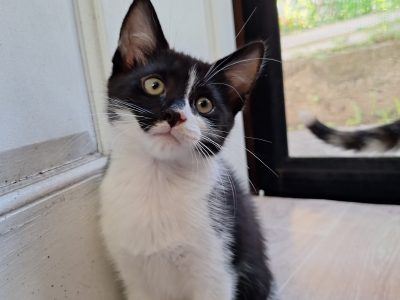 Domestic Short Hair (DSH) – Wollongong