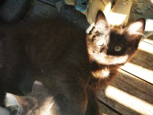 Ragdoll – Freemans Waterhole