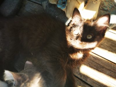 Ragdoll – Freemans Waterhole