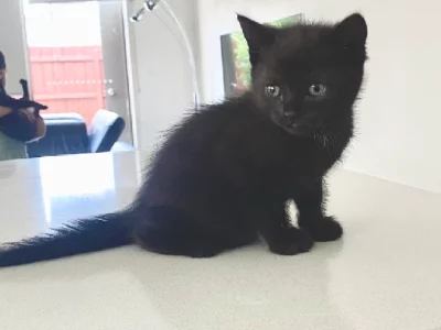 Bombay Cat – Cranbourne East