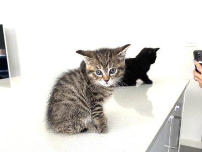 American Shorthair – Cranbourne East