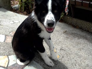 Border Collie – Maleny