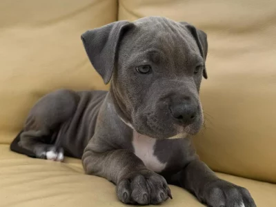 American Staffordshire Bull Terrier – Carrum Downs