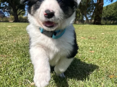 Border Collie – Winslow