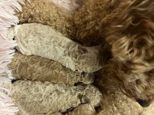 Toy Poodle – Bushland Beach