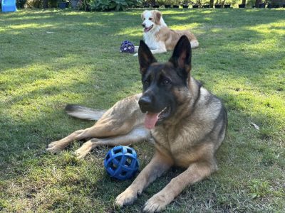 Other Dogs – Mount Cotton