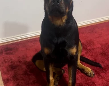 Rottweiler – Melton West