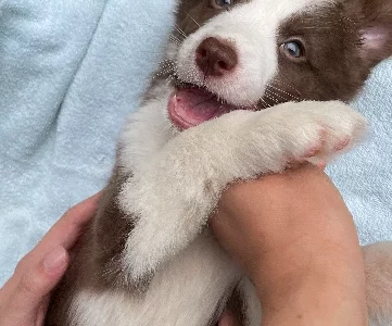 Border Collie – Carlton