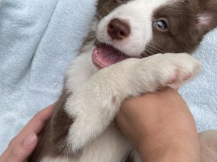 Border Collie – Carlton