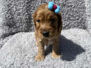 Cocker Spaniel – Quirindi