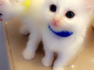 Russian – Liverpool