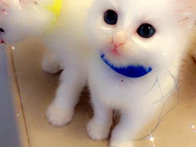 Russian – Liverpool