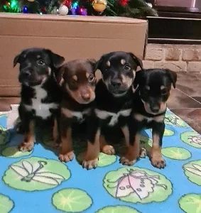 Australian Kelpie – Zac