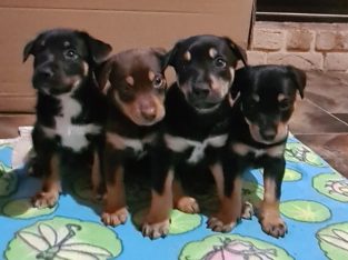 Australian Kelpie – Zac