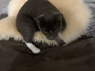 Domestic Medium Hair (DMH) – Kenmore