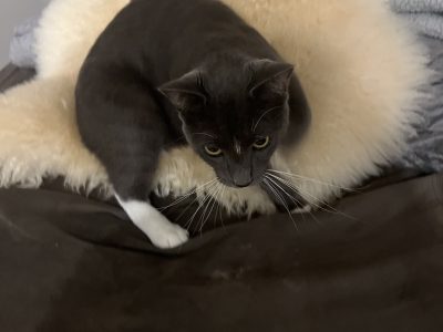 Domestic Medium Hair (DMH) – Kenmore