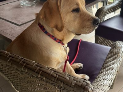 Labrador Retriever – Guildford