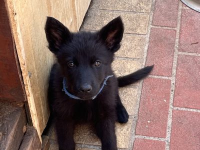 German Shepherd – Rupali