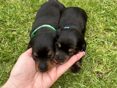Dachshund – Forbes