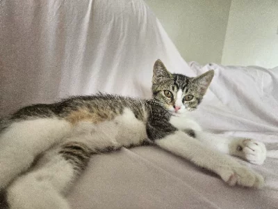 Cats – South Coogee