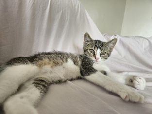 Cats – South Coogee