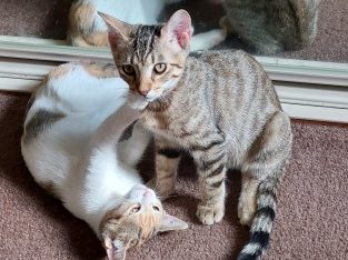 Domestic Short Hair (DSH) – Kellyville