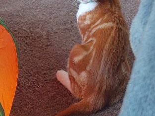 Domestic Short Hair (DSH) – Kellyville