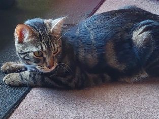 Domestic Short Hair (DSH) – Kellyville