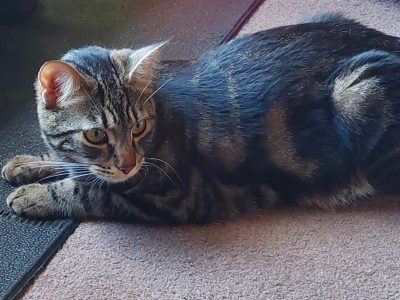 Domestic Short Hair (DSH) – Kellyville