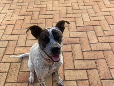 Staffordshire Bull Terrier – Armadale