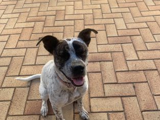 Staffordshire Bull Terrier – Armadale