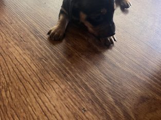 Dachshund – Wodonga