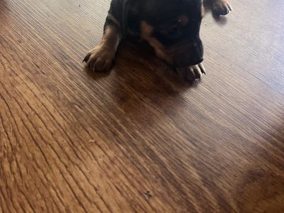 Dachshund – Wodonga