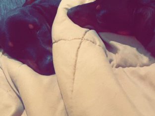 Miniature Dachshund – Holly