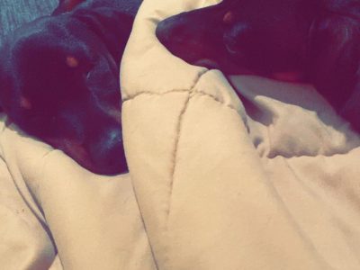 Miniature Dachshund – Holly